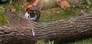 Best Tree and Shrub Care  in Little Ferry, NJ