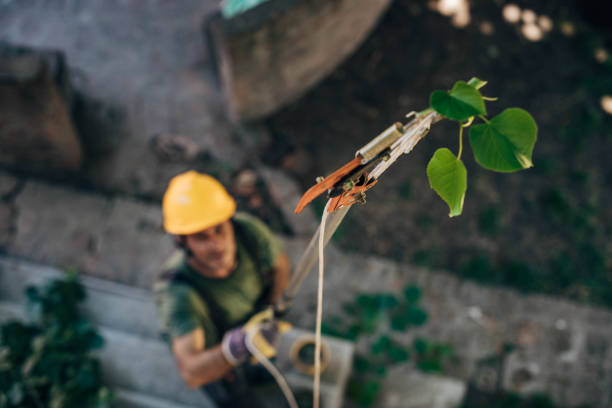 How Our Tree Care Process Works  in  Little Ferry, NJ