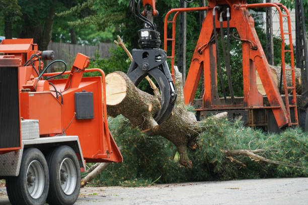 Best Tree Cabling and Bracing  in Little Ferry, NJ